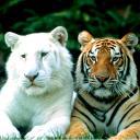 les tigres