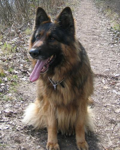 mon chien
